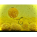 Boilies cu Miez Lichid Nutrigo Feed-Ex, Porumb Dulce, 800g, 20mm Boilies cu Miez Lichid Nutrigo Feed-Ex, Porumb Dulce, 800g, 20mm