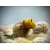 Boilies cu Miez Lichid Nutrigo Feed-ex, Alune Tigrate 800g, 20mm