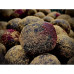 Boilies cu Miez Lichid Nutrigo, Predator, 400ml, 30mm